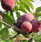 Саженцы яблони из питомника, с доставкой и посадкой по низкой цене Москва