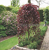 Саженцы яблони из питомника, с доставкой и посадкой по низкой цене Москва