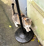 Тургеневская потеряша в центре Москва