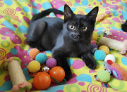 Котенок, который покорит ваше Сердце доставка из г.Улан-Удэ