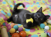 Котенок, который покорит ваше Сердце доставка из г.Улан-Удэ