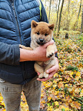 Сиба ину щенок с документами РКФ доставка из г.Москва