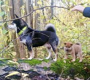 Сиба ину щенок с документами РКФ доставка из г.Москва