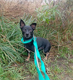 Маленький трогательный пёсик Санкт-Петербург