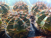 Кактусы, Melocactus bahiensis f. New Zealand от Horst Kuenzler. доставка из г.Москва