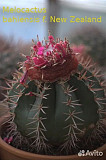 Кактусы, Melocactus bahiensis f. New Zealand от Horst Kuenzler. доставка из г.Москва