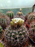 Кактусы, Gymnocalycium bayrianum от Kohres доставка из г.Москва