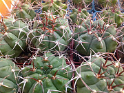 Кактусы, Gymnocalycium bayrianum от Kohres доставка из г.Москва