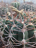 Кактусы, Gymnocalycium bayrianum от Kohres доставка из г.Москва