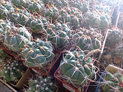 Кактусы, Gymnocalycium bayrianum от Kohres доставка из г.Москва