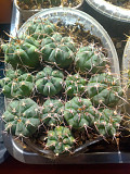 Кактусы, Gymnocalycium bayrianum от Kohres доставка из г.Москва