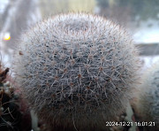 Кактусы, Mammillaria klissingiana от Kohres Москва