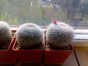 Кактусы, Mammillaria klissingiana от Kohres Москва