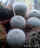Кактусы, Mammillaria klissingiana от Kohres Москва