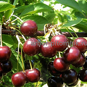 Плодовые деревья и плодовые крупномеры (большемеры) взрослые деревья из питомника Москва