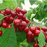 Плодовые деревья и плодовые крупномеры (большемеры) взрослые деревья из питомника Москва