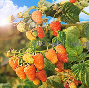 Плодовые деревья и плодовые крупномеры (большемеры) взрослые деревья из питомника Москва