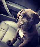 Щенки Кане Корсо Москва купить Москва