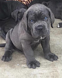 Щенки Кане Корсо Москва купить Москва