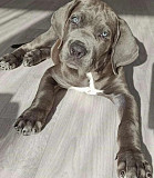 Щенки Кане Корсо Москва купить Москва