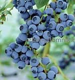 Саженцы и крупномеры голубики купить в Москве и Подмосковье с посадкой Москва