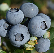 Саженцы и крупномеры голубики купить в Москве и Подмосковье с посадкой Москва