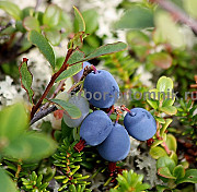 Саженцы и крупномеры голубики купить в Москве и Подмосковье с посадкой Москва