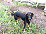 Собаки Майкоп