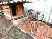 Собаки Майкоп