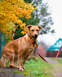 Мягкая и послушная молодая собака ищет дом Санкт-Петербург