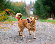 Мягкая и послушная молодая собака ищет дом Санкт-Петербург