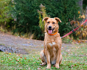Мягкая и послушная молодая собака ищет дом Санкт-Петербург