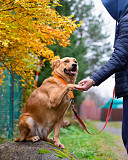 Мягкая и послушная молодая собака ищет дом Санкт-Петербург