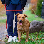 Мягкая и послушная молодая собака ищет дом Санкт-Петербург