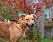 Мягкая и послушная молодая собака ищет дом Санкт-Петербург