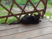 Молодой ласковый котик Санкт-Петербург