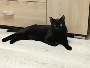 Молодой ласковый котик Санкт-Петербург