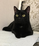 Молодой ласковый котик Санкт-Петербург