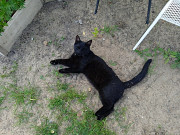 Молодой ласковый котик Санкт-Петербург