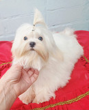 Мальтезе юниор доставка из г.Москва