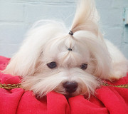 Мальтезе юниор доставка из г.Москва