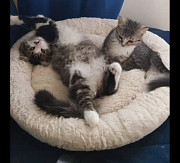 Бони и Клайд ищут хозяев Москва