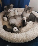 Бони и Клайд ищут хозяев Москва