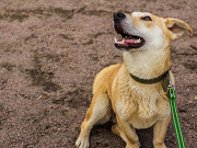 Собачка размером с корги ищет дом Санкт-Петербург