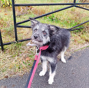 Маленькая собачка-домовёнок Санкт-Петербург