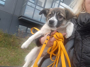 Маленькая ласковая собачка, 5 месяцев Санкт-Петербург