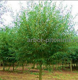 Крупномеры в Москве и Подмосковье с доставкой и посадкой Москва