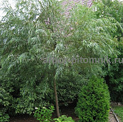 Крупномеры в Москве и Подмосковье с доставкой и посадкой Москва