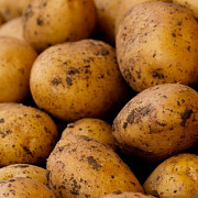 Картофель оптом с доставкой сорт Гала 5 Ашхабад