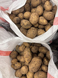 Картофель оптом с доставкой сорт Гала 5 Ашхабад